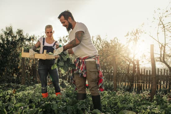 couple harvest garden