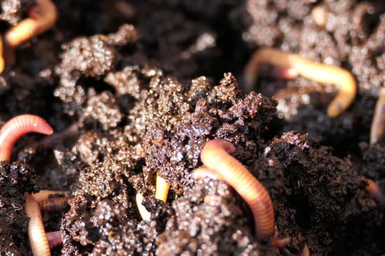 worms in soil