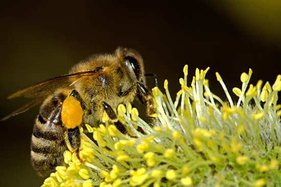 honey bee collecting pollen