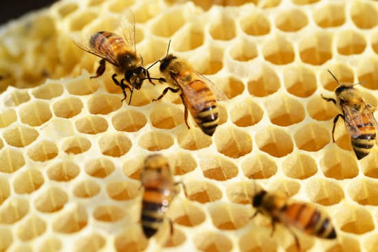 bees on a honey comb