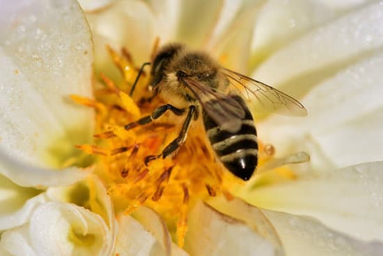 a honey bee collecting pollen