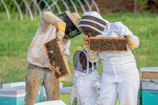 bee keepers and a little kid inspecting frames from a productive hive
