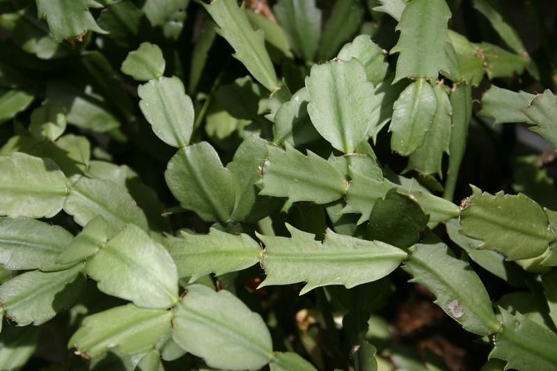 christmas-cactus-leaves