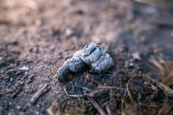 pile of chicken manure