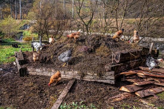chickens on a compost pile