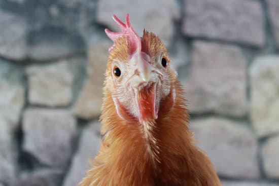 closeup of a chicken