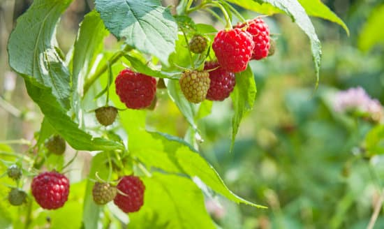 a bunch of raspberries on a bush
