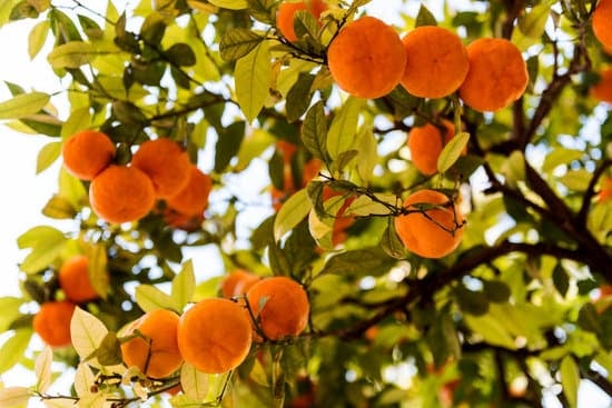 oranges on an orange tree