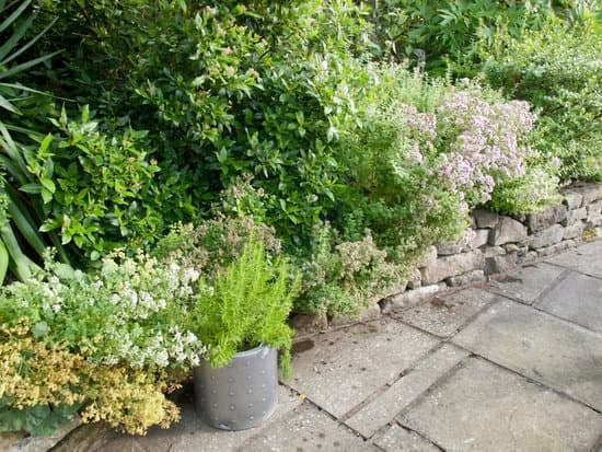 edge of a food forest