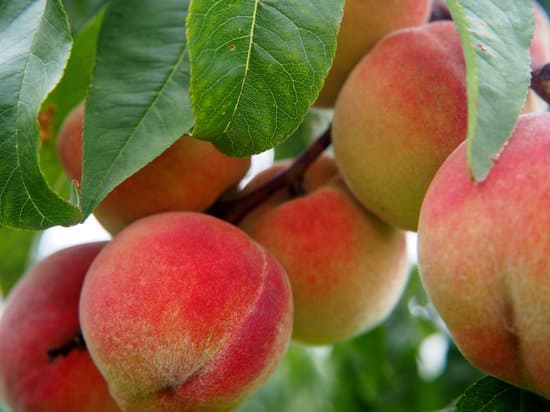 peaches on a peach tree