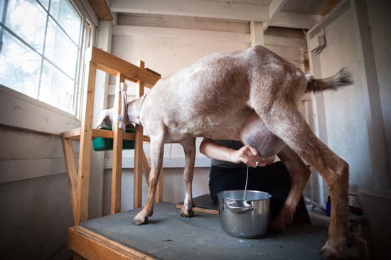 a woman milking a goat