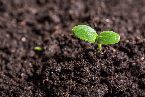 a seedling sprouting out of the soil