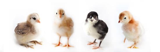 four baby chicks