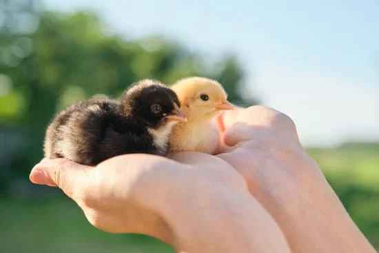 two baby chicks being held