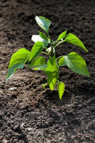 a planted pepper plant