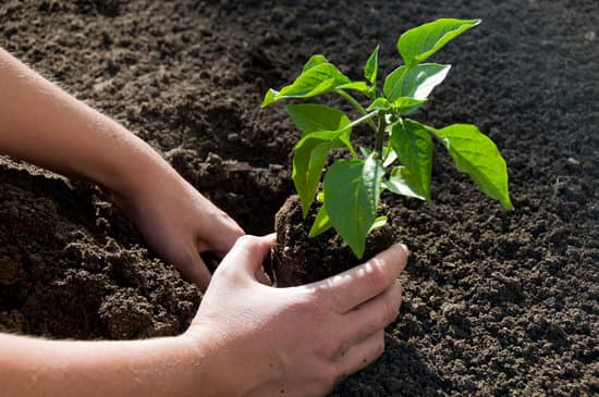 planting a pepper plant