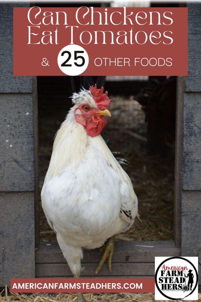 Can-Chickens-Eat-Tomatoes-featured-image