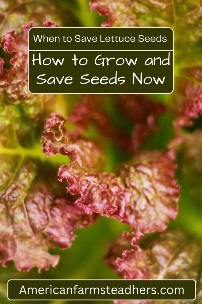 when to harvest lettuce seeds