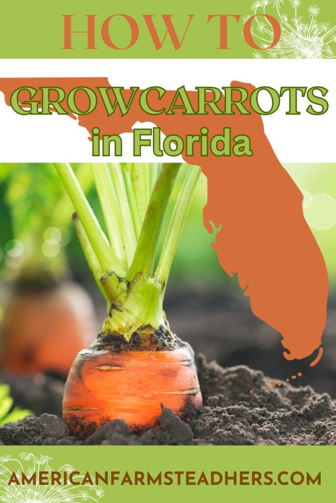 how-to-grow-carrots-in-florida