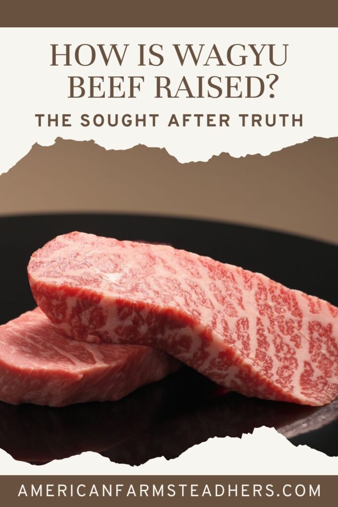 how is wagyu beef raised