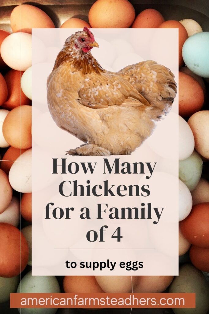 How-Many-Chickens-for-a-Family-of-4