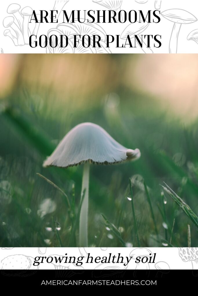 are-mushrooms-good-for-plants-featured-image