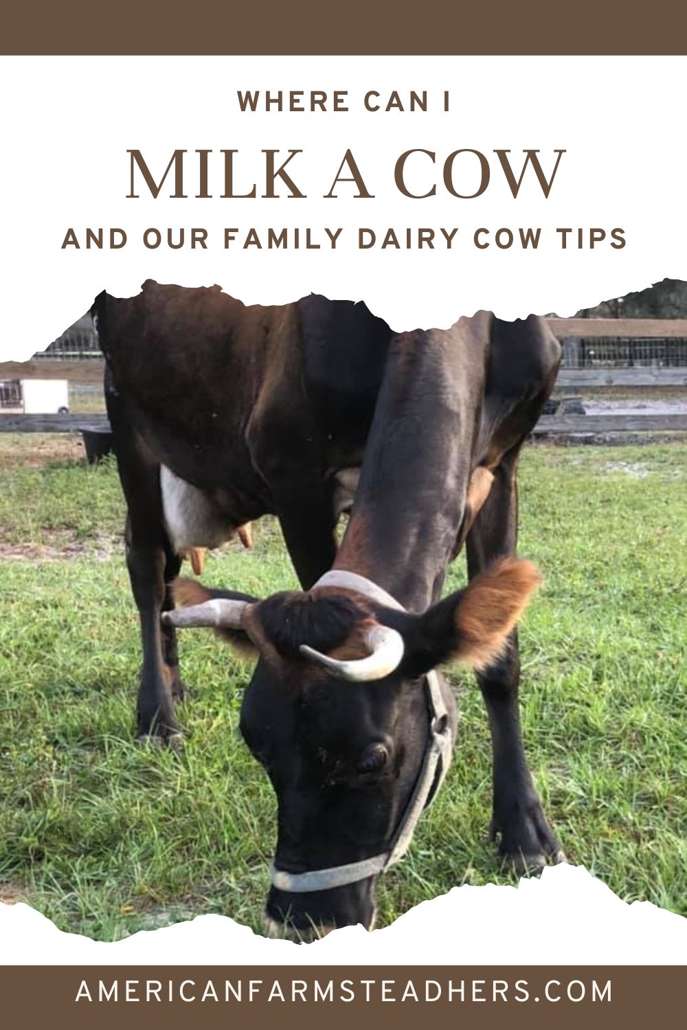 where-can-i-milk-a-cow-featured-image