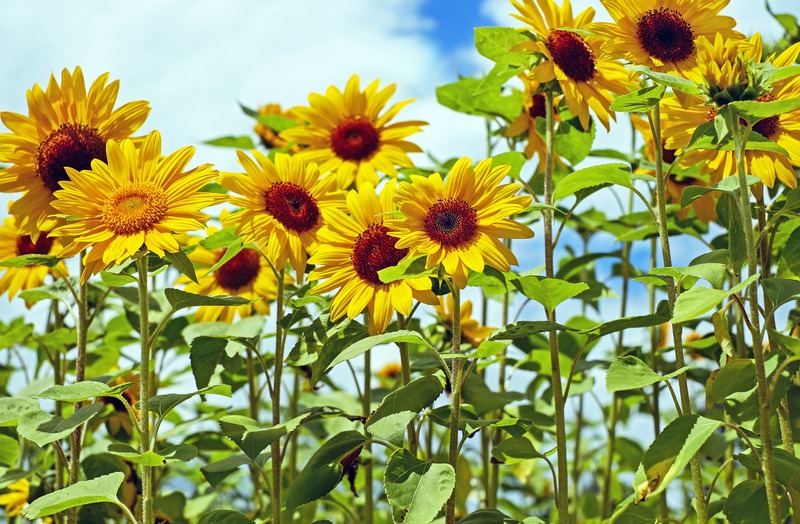 several-sunflowers-on-tall-stems