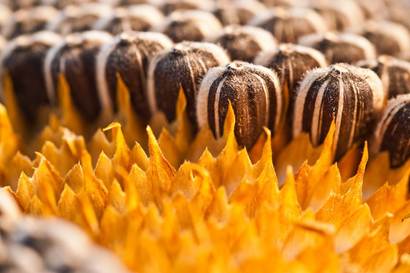 close-up-of-sunflower-seeds-in-flower