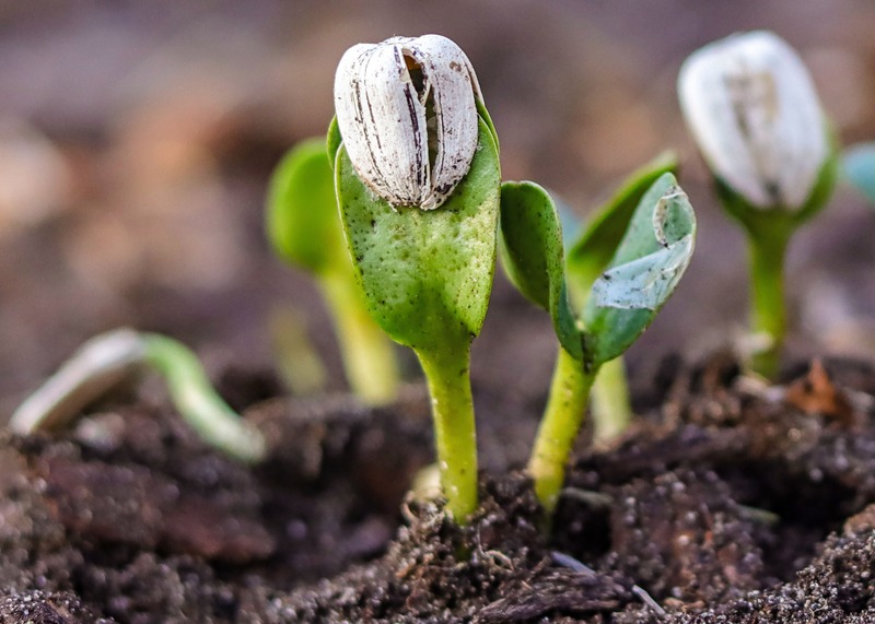 Sunflower seeds growing out of shells in soil