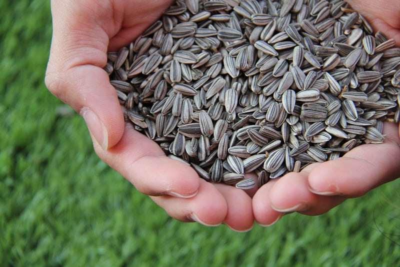 hands-holding-sunflower-seeds-in-shells