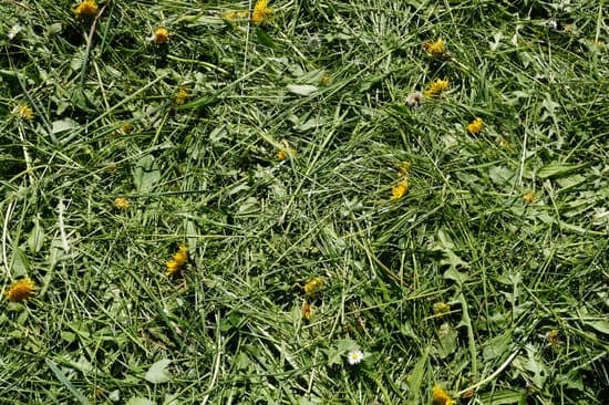 grass clippings