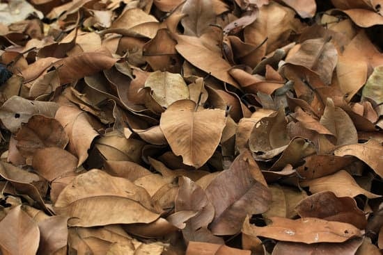 dry leaves