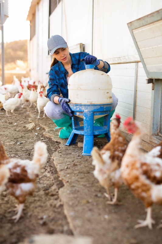 woman fixes chicken waterer