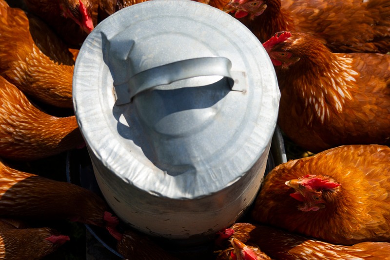 double walled poultry waterer