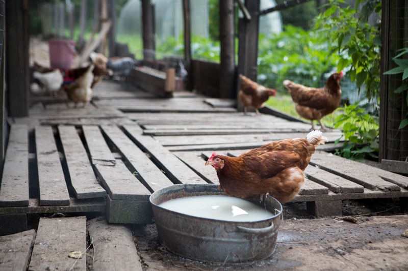 chicken drinking at trough