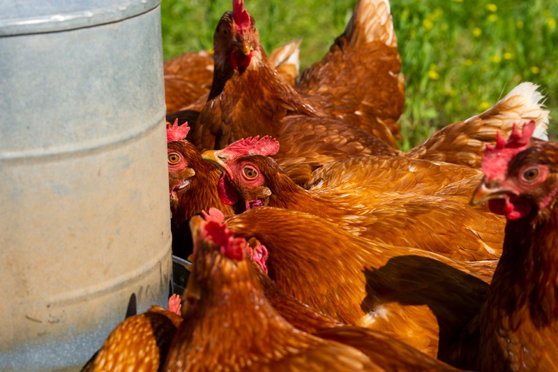 red hens drinking from poultry drinker