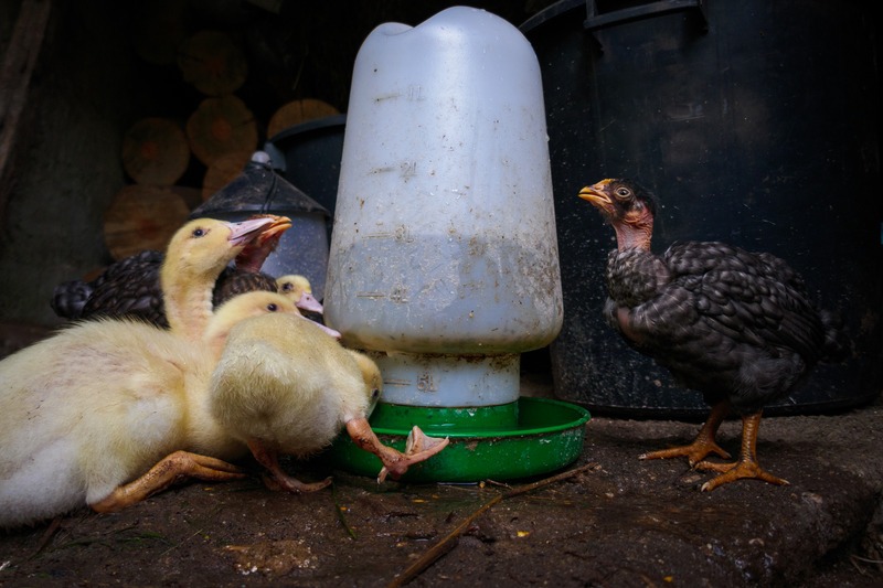chickens and ducks drink from same waterer