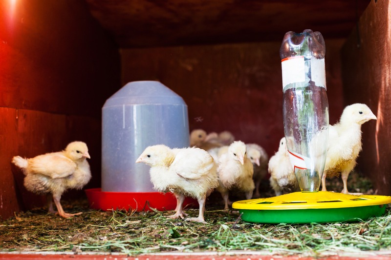 chickens drinking from inverted bucket waterer