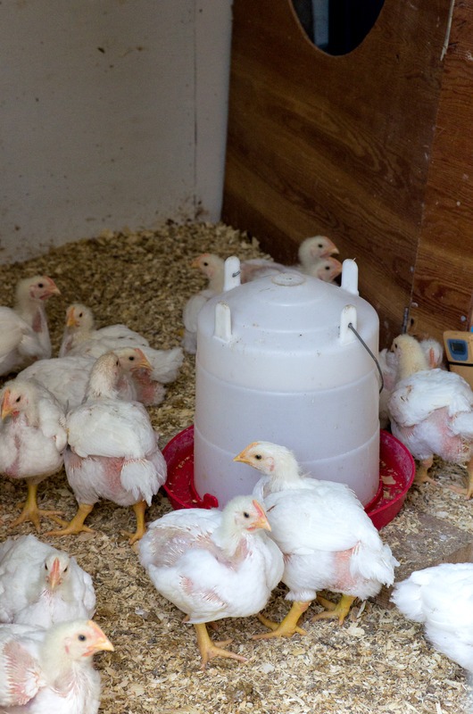 young meat chickens drinking water