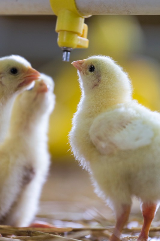 chicks drinking from water nipple