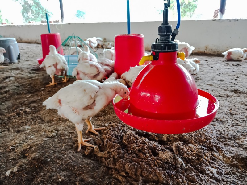 chickens drinking