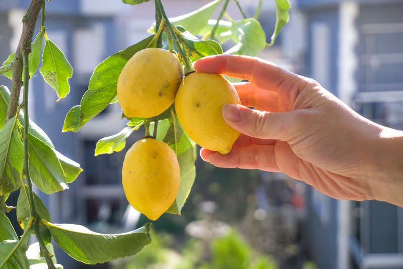 hand-picks-backyard-lemons