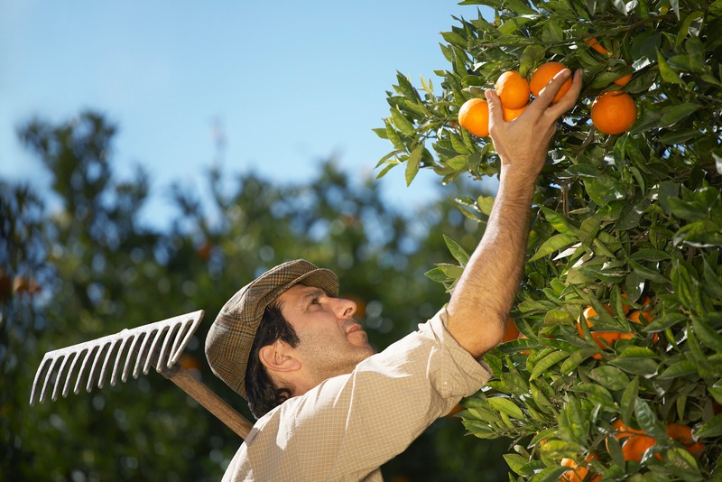 Farmer picking oranges
