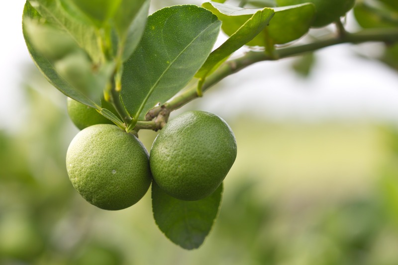 Green lime tree