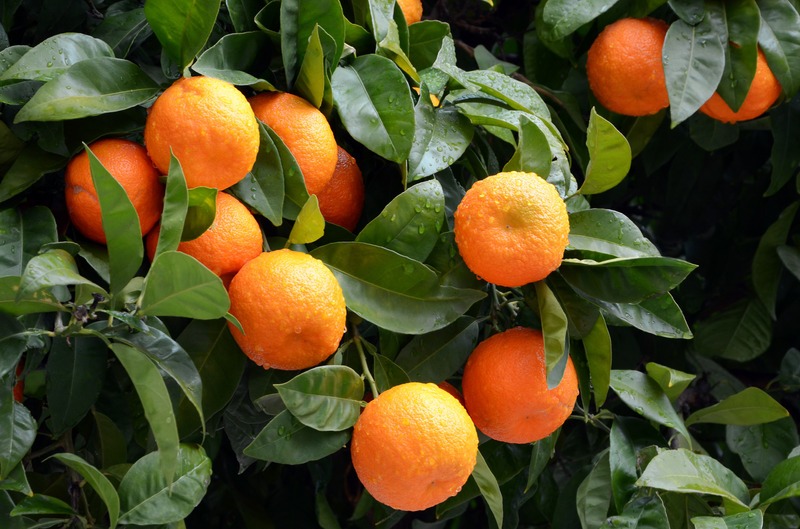 oranges on the tree wet by raindrops