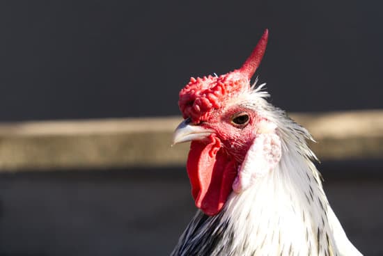 a close up of a chicken and her comb