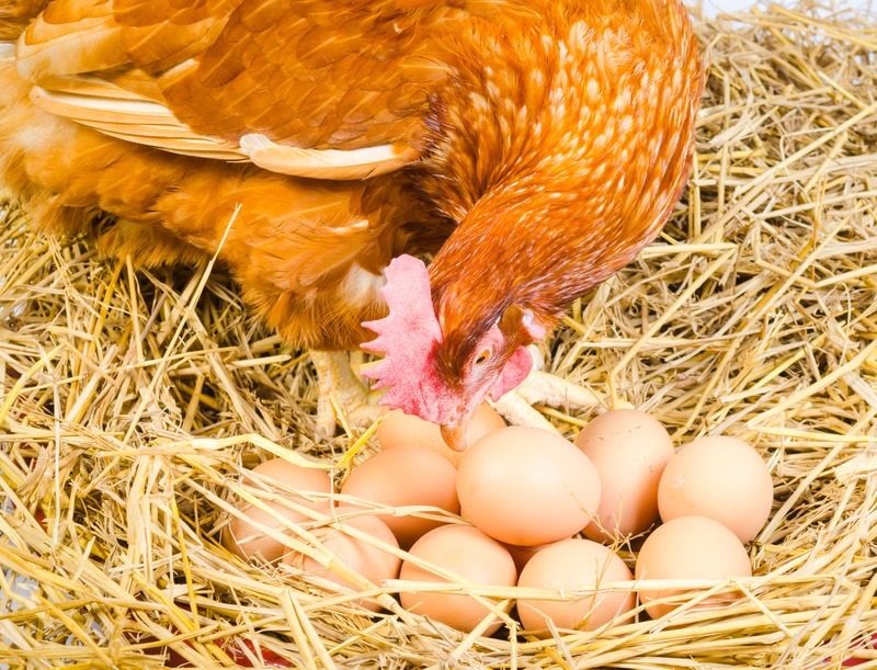 hen-on-nest-with-eggs