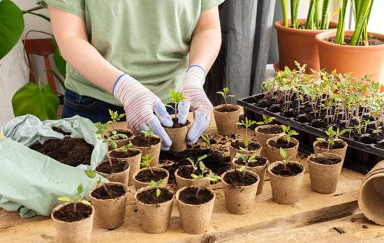 potting up pepper seedlings