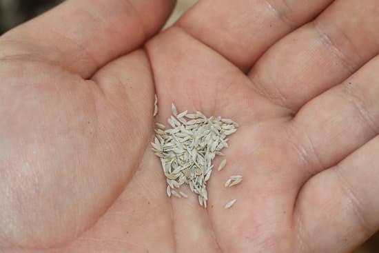 handful of lettuce seeds